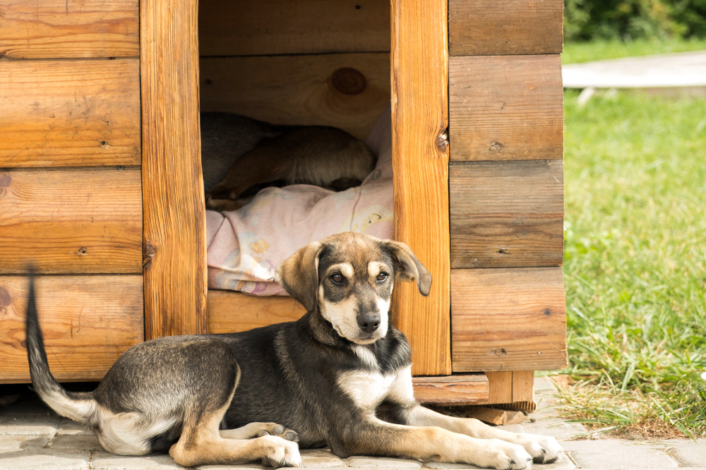 knockdown dog house
